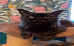 Maine Coon cats for sale: Retired breeding queen  - Image 2