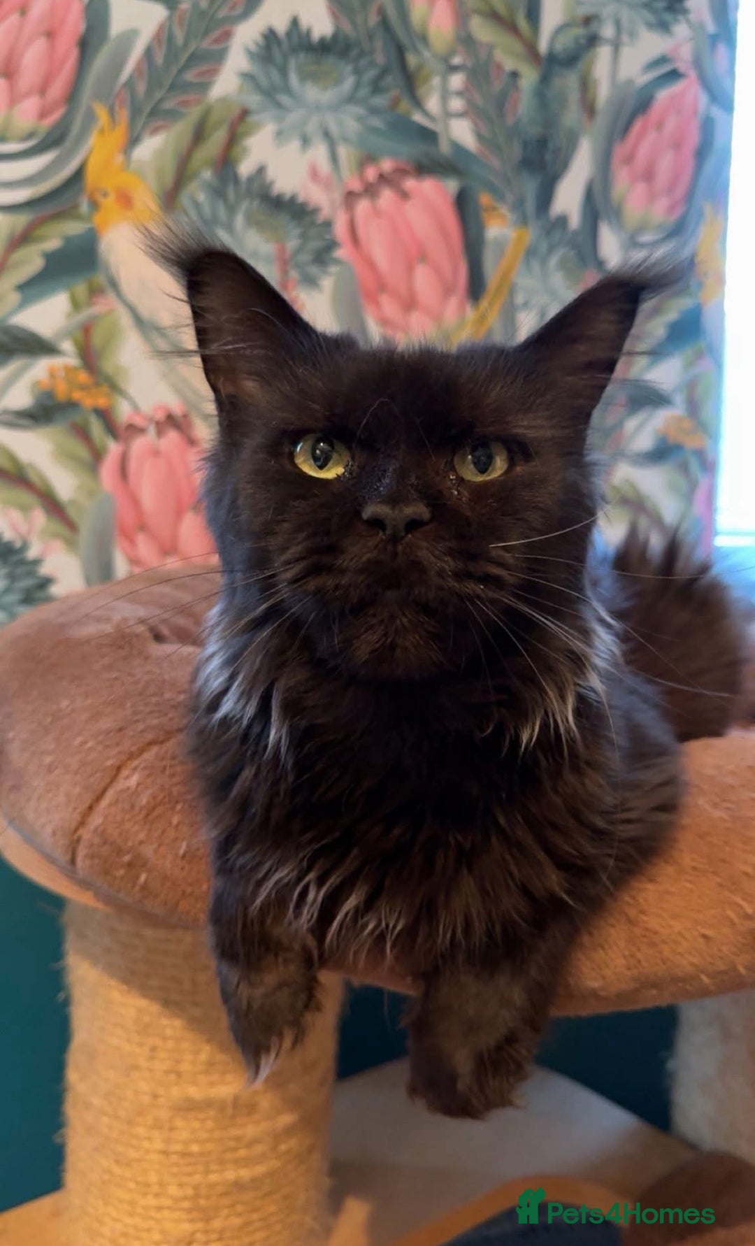 Maine Coon cats for sale: Retired breeding queen  - Image 2