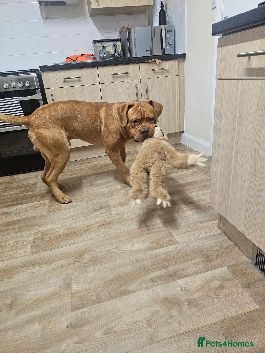 Mixed Breed dogs for sale: Buddy - Advert 2