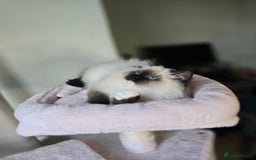 Ragdoll cats for sale: 6 Perfect Affectionate, Ready2Go Pedigree Kittens! - Advert 26