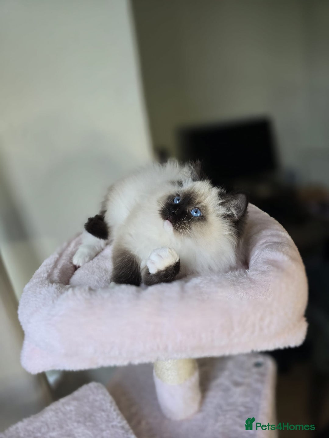 Ragdoll cats for sale: 6 Perfect Affectionate, Ready2Go Pedigree Kittens! - Advert 26