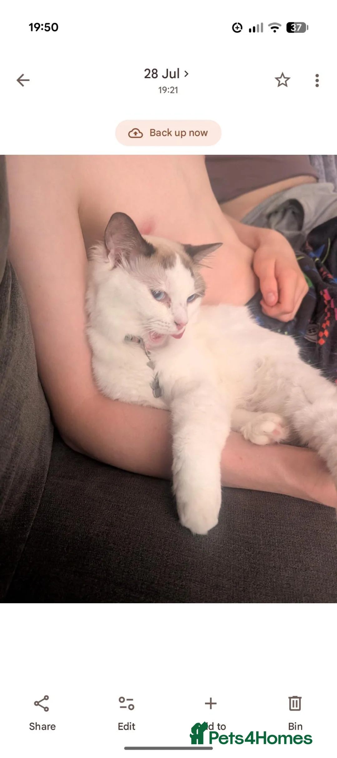 Ragdoll cats for sale: Cat for sale  - Advert 2