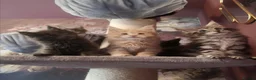 Maine Coon cats for sale: TICA reg HEALTH CHECKED Maine Coons - Advert 15