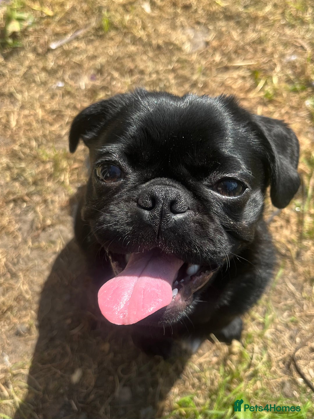 Pug dogs for sale: Edna the pug - Advert 5