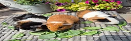 Guinea Pig rodents for sale: Beautiful Baby Sows Smooth and Funkyy Coats - Advert 4