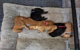 Cockapoo dogs for sale:  F1B COCKAPOO  - Image 10