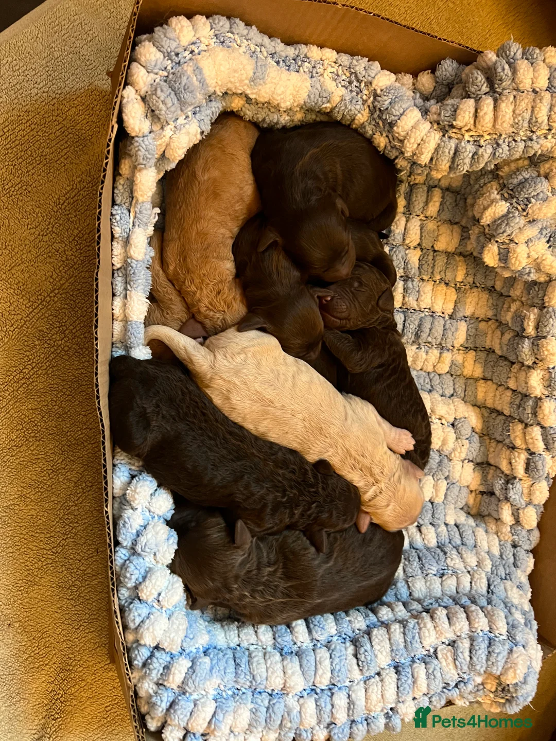 Labradoodle dogs for stud: Chocolate Standard Labradoodle Multigenerational  in Matlock - Advert 20