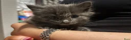 Mixed Breed cats for sale: playful long haired kittens - Advert 5