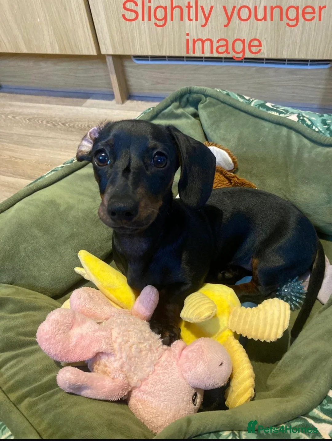Miniature Dachshund dogs for sale: Miniature Smooth Haired Dachshund Female Puppy - Advert 2