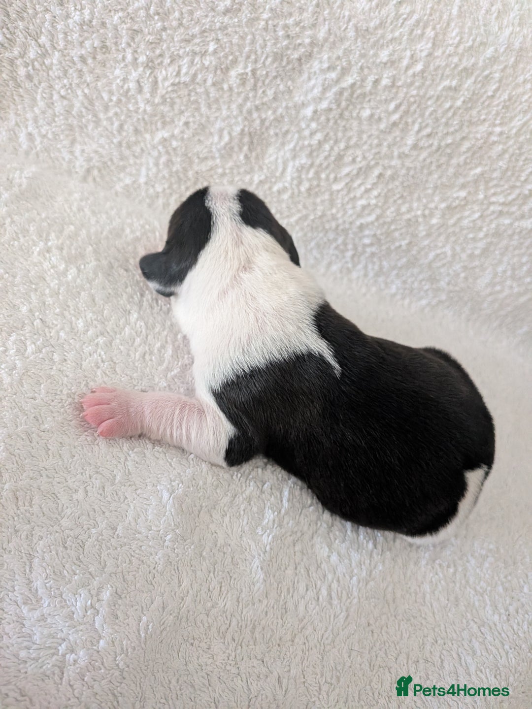 Mixed Breed dogs for sale: Cockerbull puppies  - Image 10