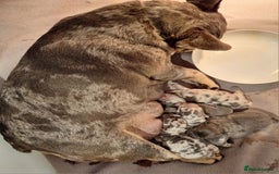 Chihuahua dogs for sale: Chihuahua X French Bulldog Puppies  - Image 22