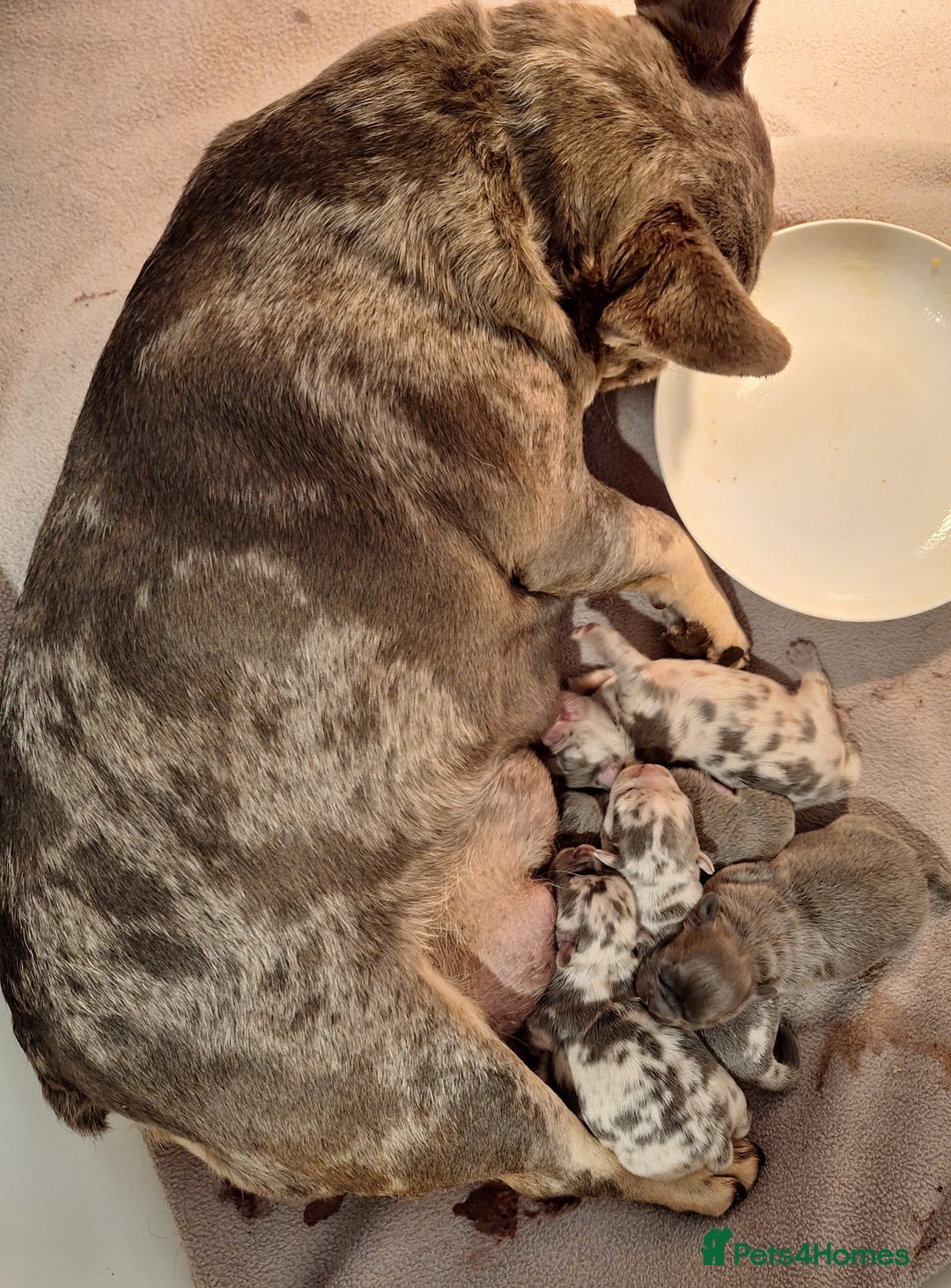 Chihuahua dogs for sale: Chihuahua X French Bulldog Puppies  - Image 22