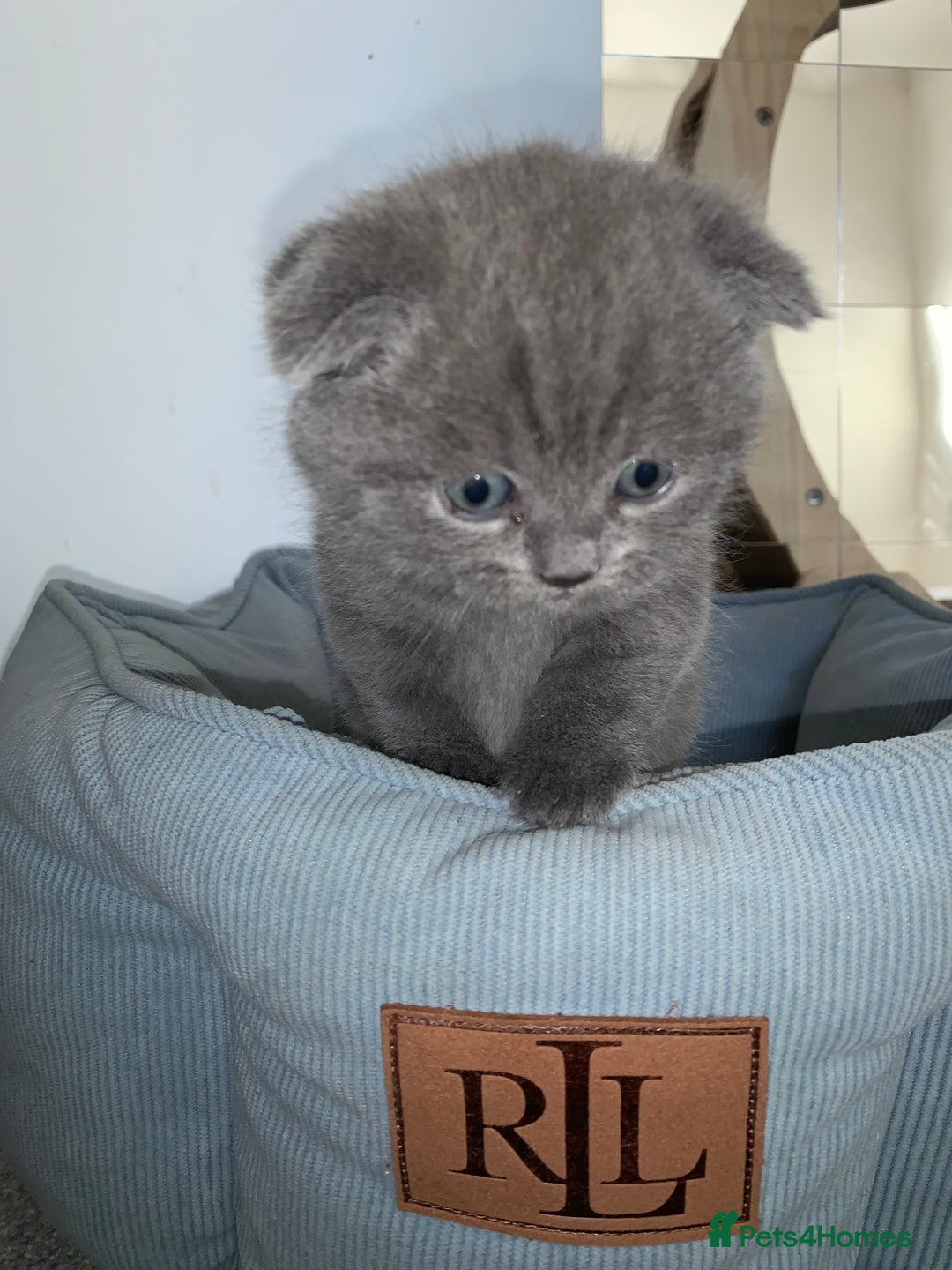 Scottish Fold cats for sale: Scottish Fold x Russian Blue Kittens  - Image 6