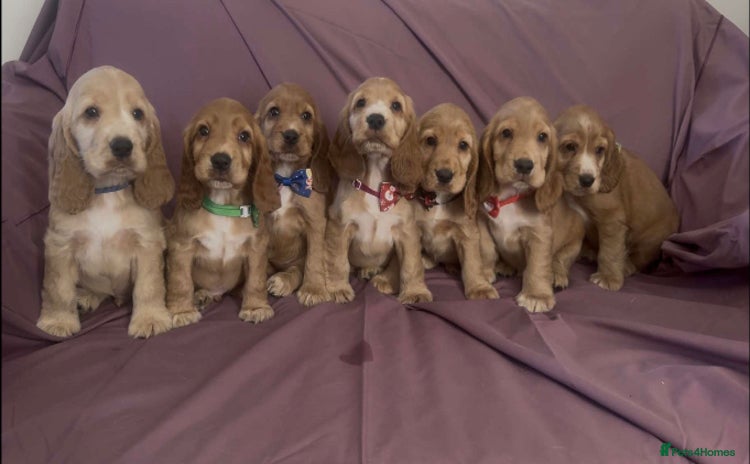 Cocker Spaniel dogs - Advert 3