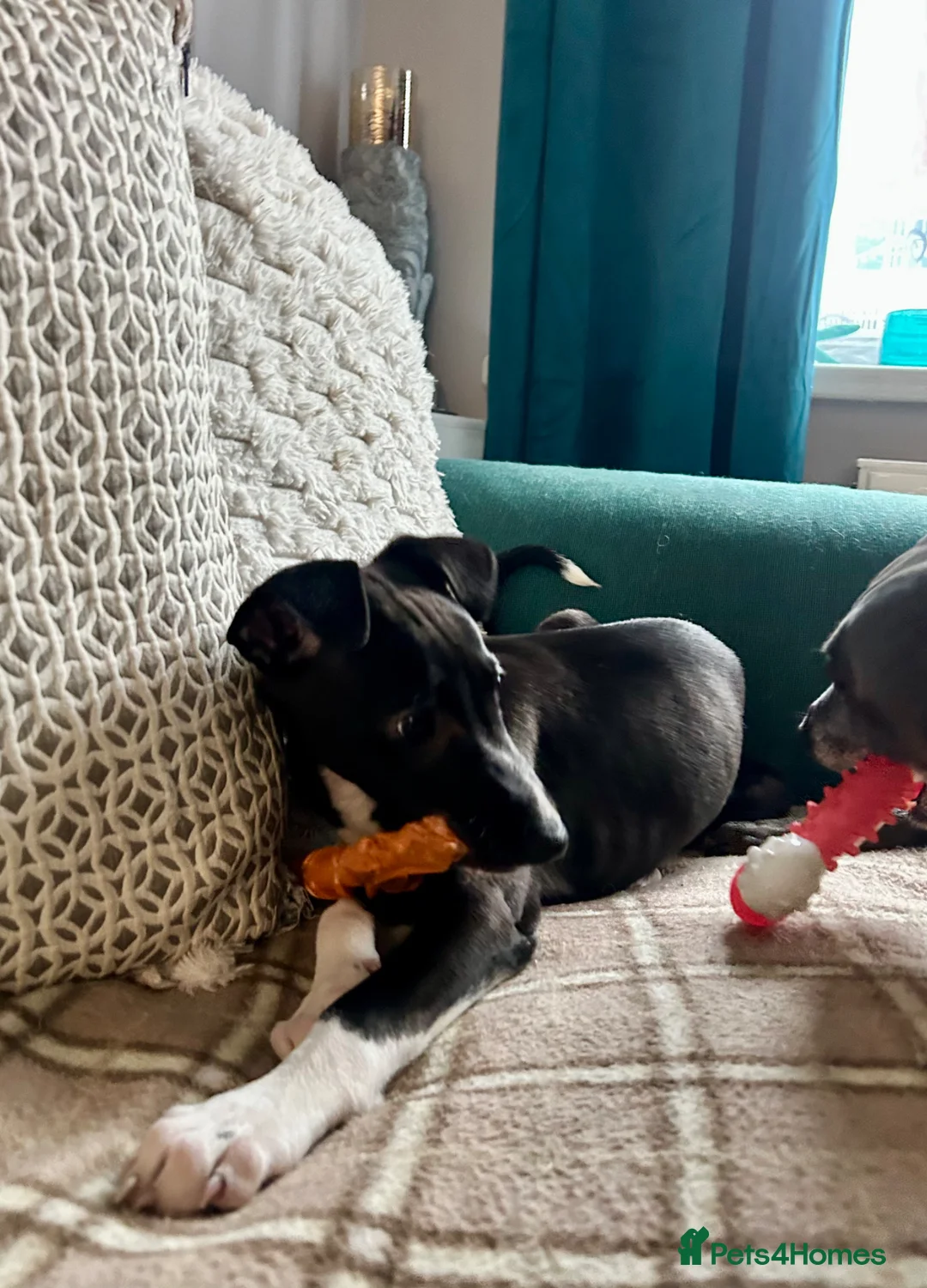 Mixed Breed dogs for sale: Italian greyhound x whippet pups - Advert 2
