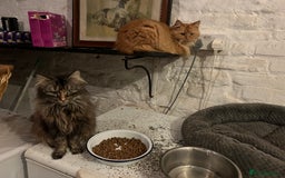 Maine Coon cats for sale: Beautiful Maine Coon X looking for a new home  - Image 11