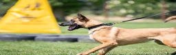 Belgian Shepherd Dog dogs for sale: KC registered Malinios bitch  - Advert 16