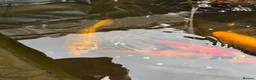 Koi Carp fish for sale: Koi carp x 4 1 grass carp 2 tri goldfish 7 fish  - Advert 9