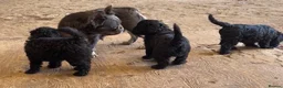 Mixed Breed dogs for sale: Gorgeous Froodle Pups for sale - Advert 2