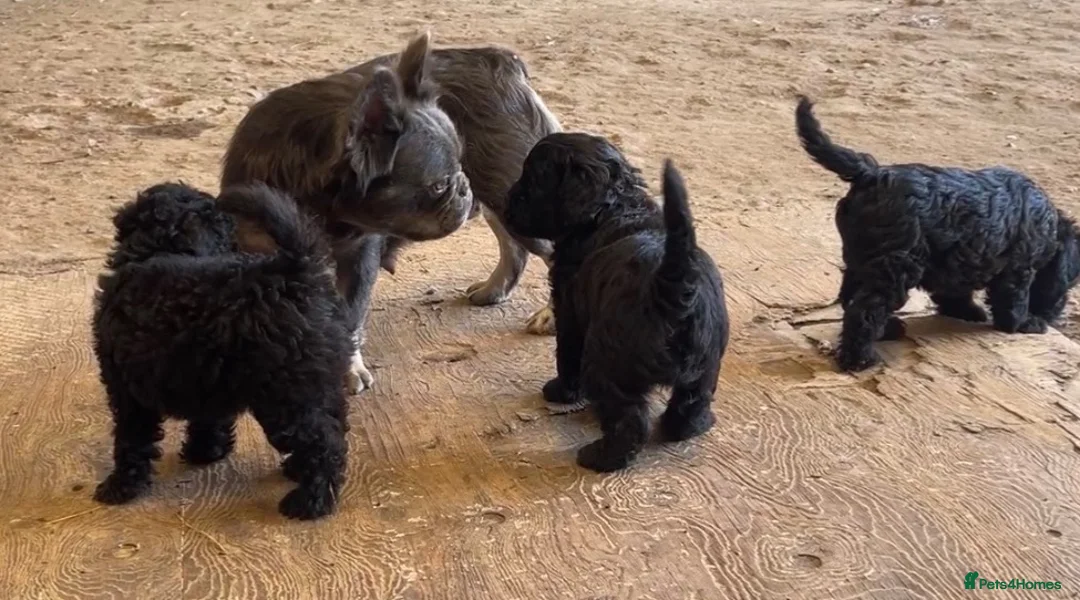 Mixed Breed dogs for sale: Gorgeous Froodle Pups for sale - Advert 2