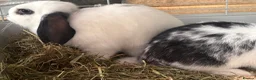 Mini Lop rabbits for sale: Two beautiful male rabbits for sale in Pembroke - Advert 7