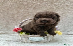 Shar Pei dogs for sale: REDUCED*READYNOW Beautiful bear/brush shar peis  - Image 1