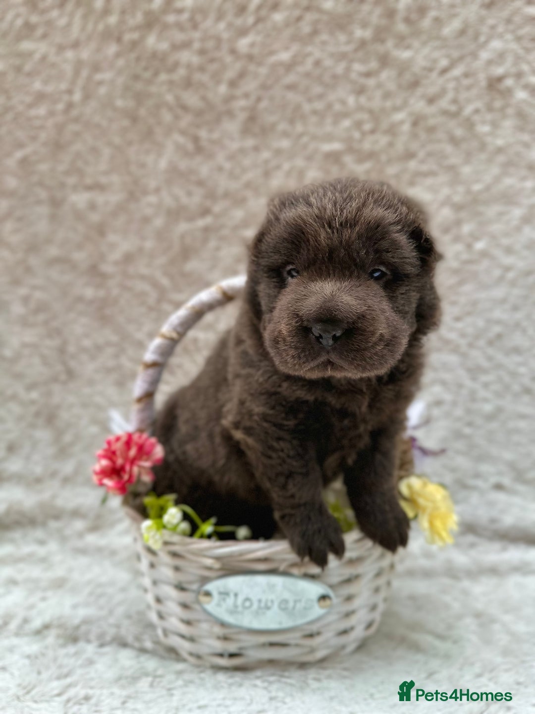 Shar Pei dogs for sale: REDUCED*READYNOW Beautiful bear/brush shar peis  - Image 1
