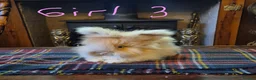 Angora rabbits for sale: Gorgeous Angora Rabbits, Pure Bred Full Faced. - Advert 23