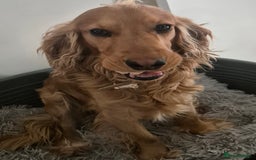 Cocker Spaniel dogs for sale:  Loving 1-Year-Old Cocker Spaniel Boy in Croydon - Image 2