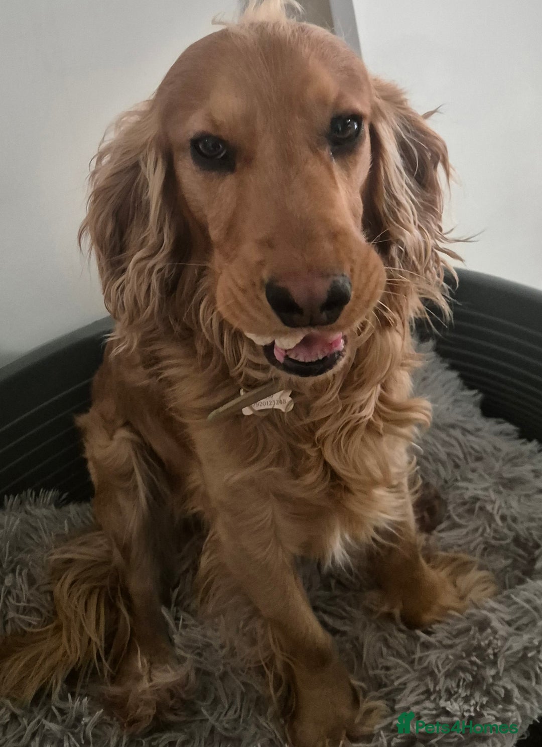 Cocker Spaniel dogs for sale:  Loving 1-Year-Old Cocker Spaniel Boy in Croydon - Image 2