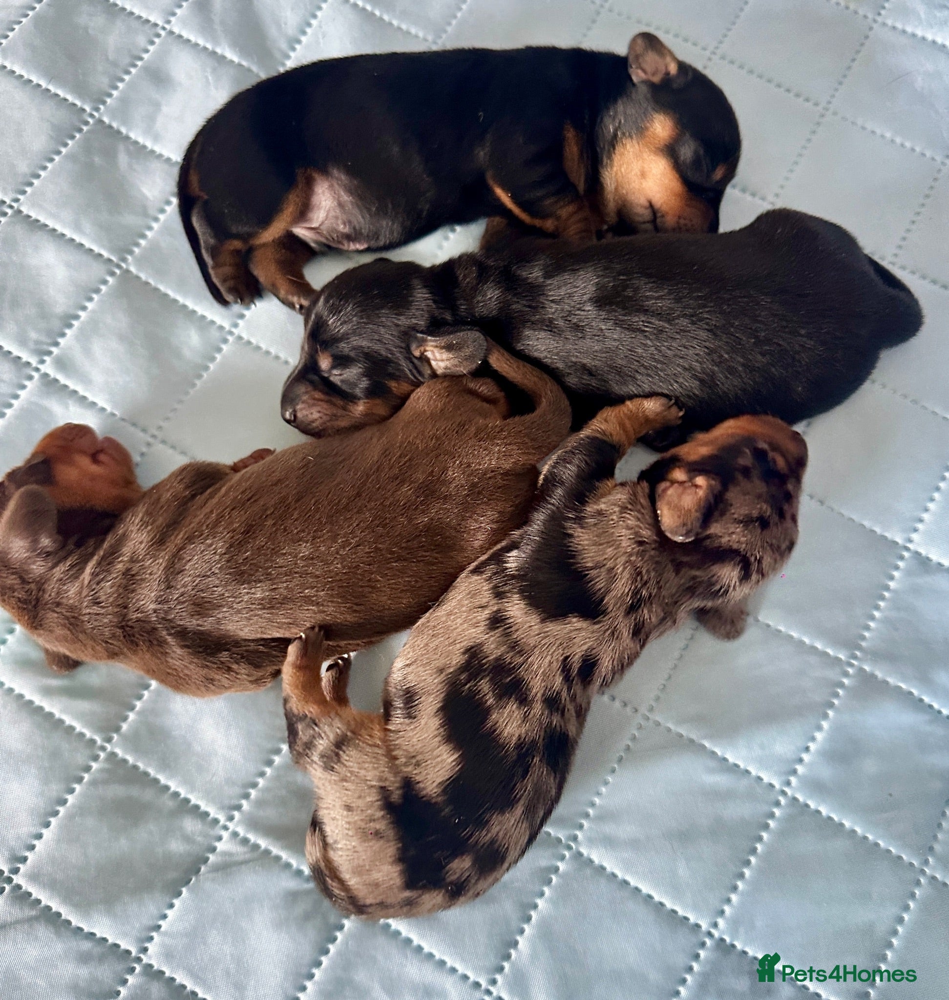 Miniature Dachshund dogs 🐾 Gorgeous Miniature Dachshund Puppies 🐾 - Advert 1