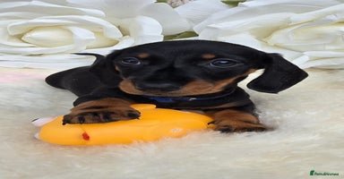 Dachshund dogs in Ilminster - Advert 2