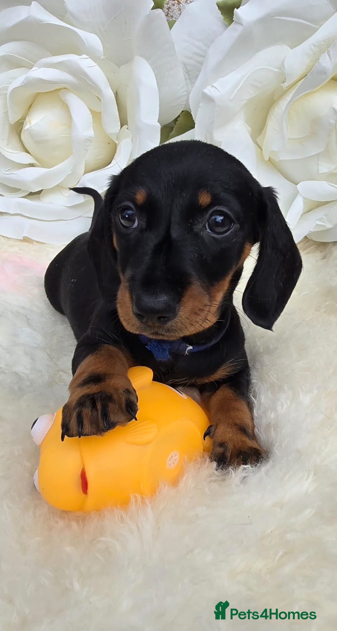 Dachshund dogs for sale: READY NOW LAST PUPPY  miniature dachshund puppies in Ilminster - Image 3