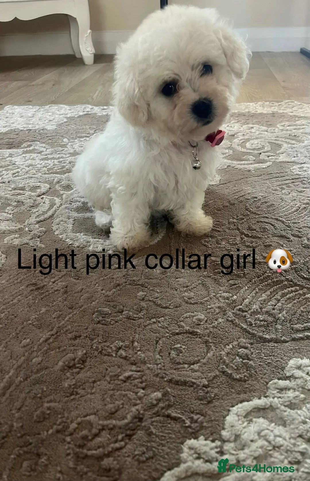 Bichon Frise dogs for sale: Bichon frise  - Advert 21