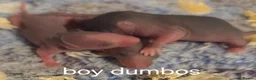 Rat rodents for sale: Dumbo and fancy rats  - Advert 10