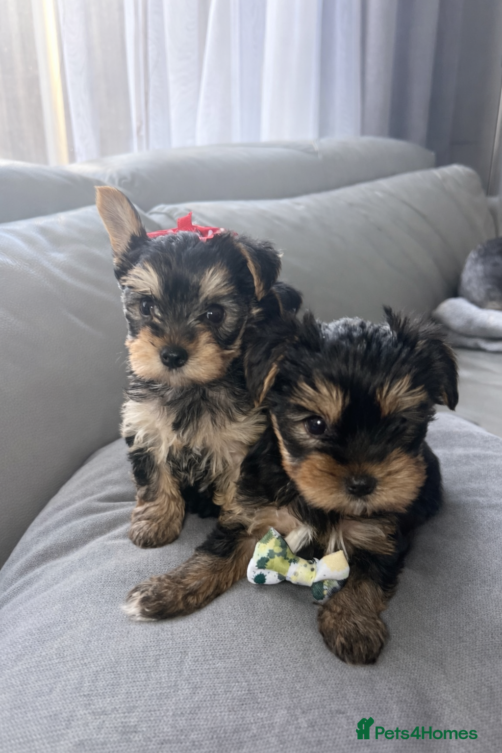 Yorkshire Terrier dogs Yorkshire Terrier Puppies  - Advert 1