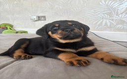 Rottweiler dogs for sale: Stunning Rottweiler Puppies - Image 8