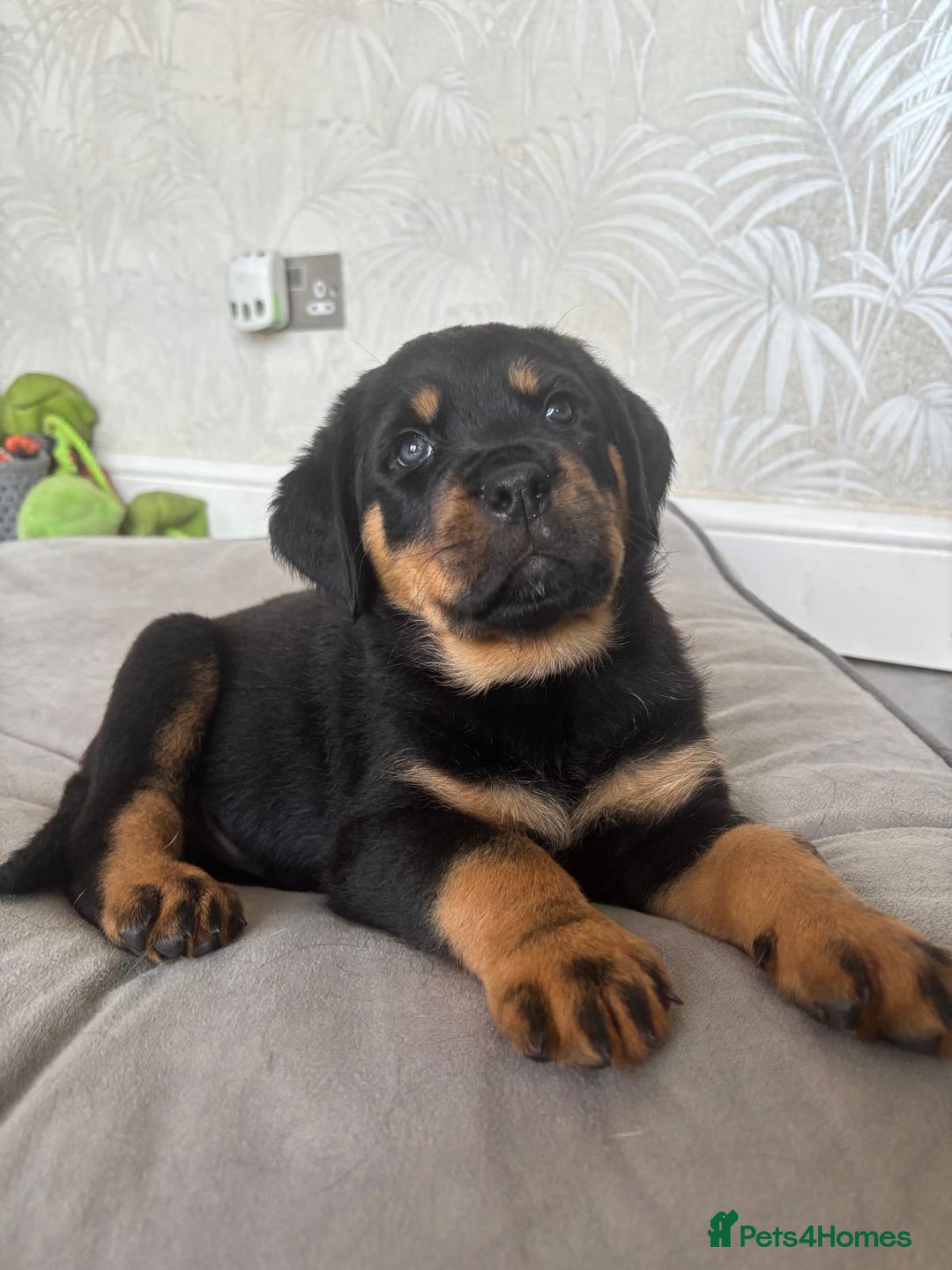 Rottweiler dogs for sale: Stunning Rottweiler Puppies - Image 8