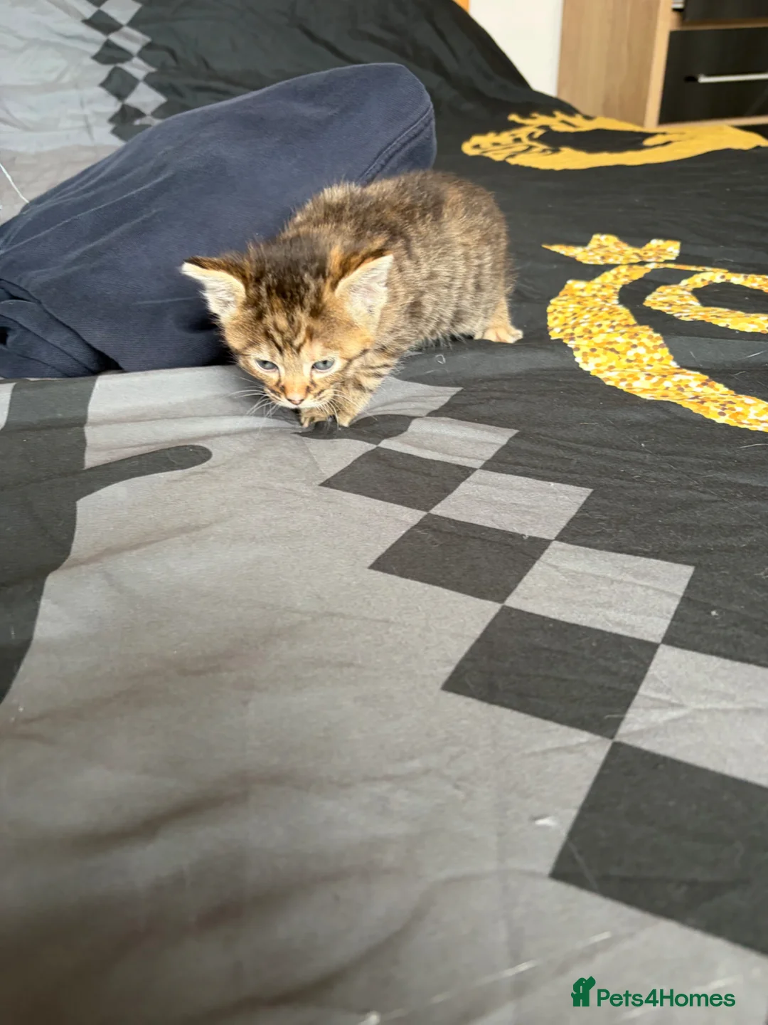 Mixed Breed cats for sale: Kittens for sale  - Advert 2
