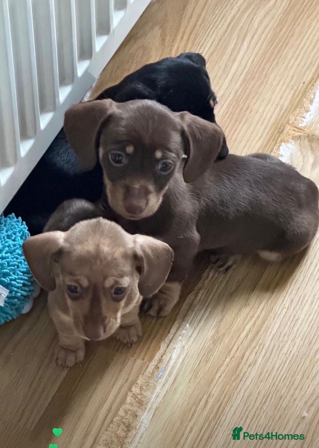 Dachshund dogs Amazing miniature dashhounds  - Advert 1