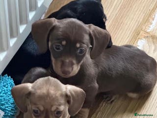 Dachshund dogs Amazing miniature dashhounds - Advert 3