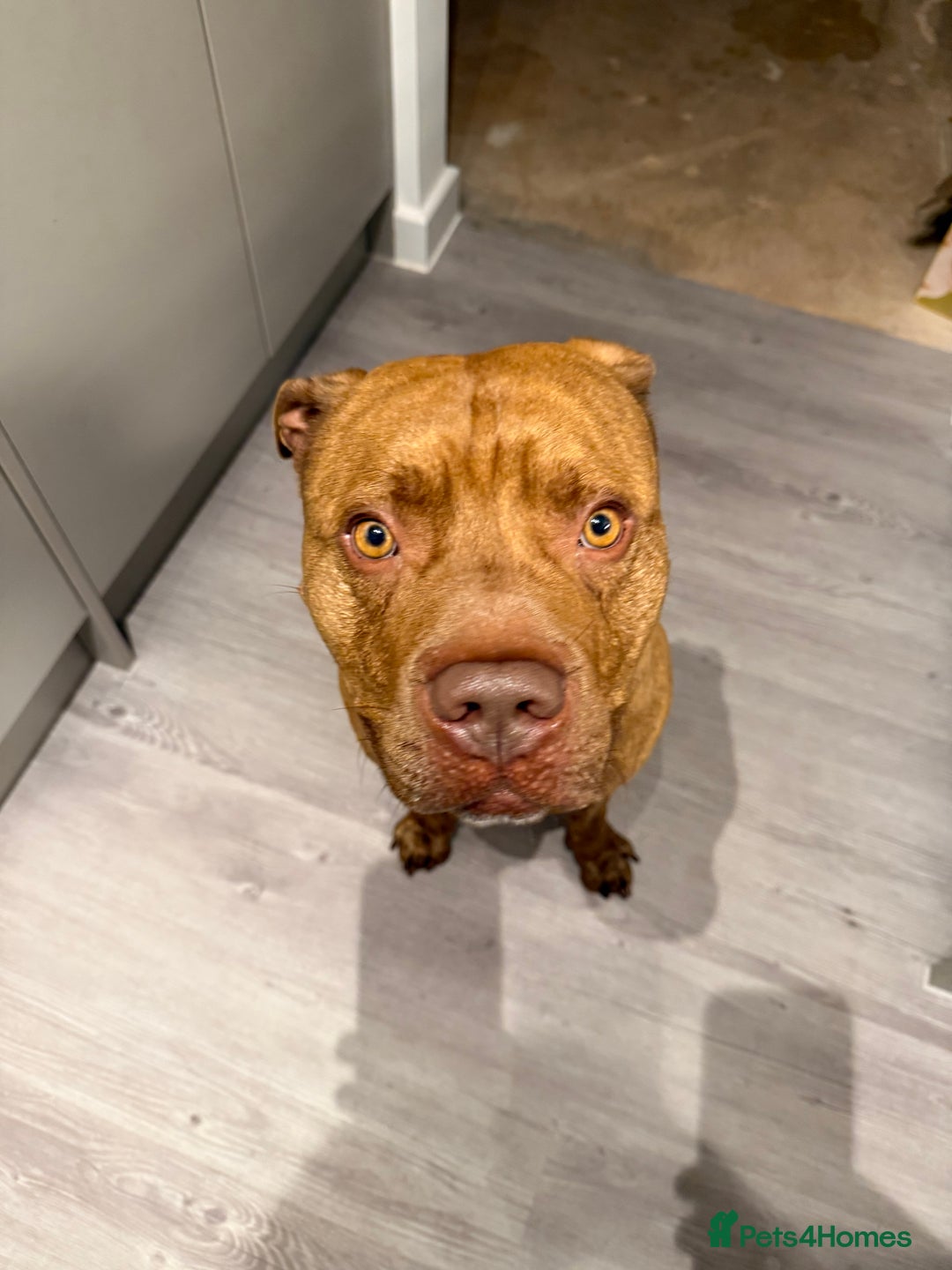 American Bull Staffy dogs for stud: Nelson - Advert 2