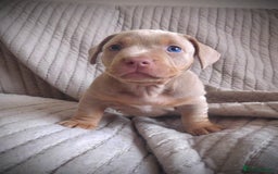 American Bully dogs for sale: ABKC pocket bullys lilac tri - Image 5