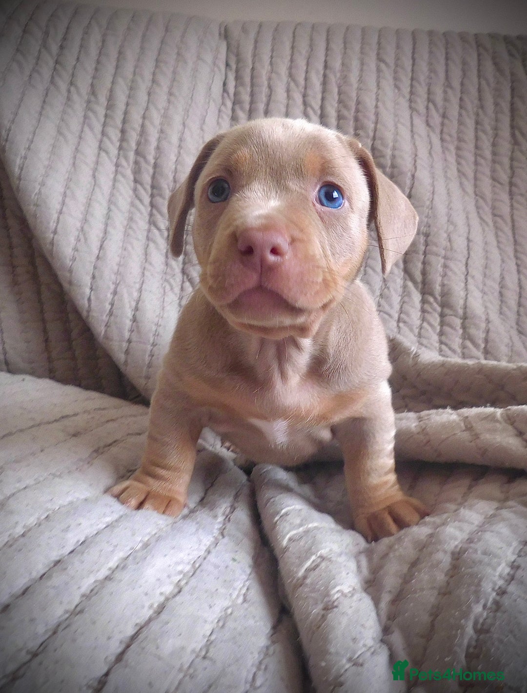 American Bully dogs for sale: ABKC pocket bullys lilac tri - Image 5