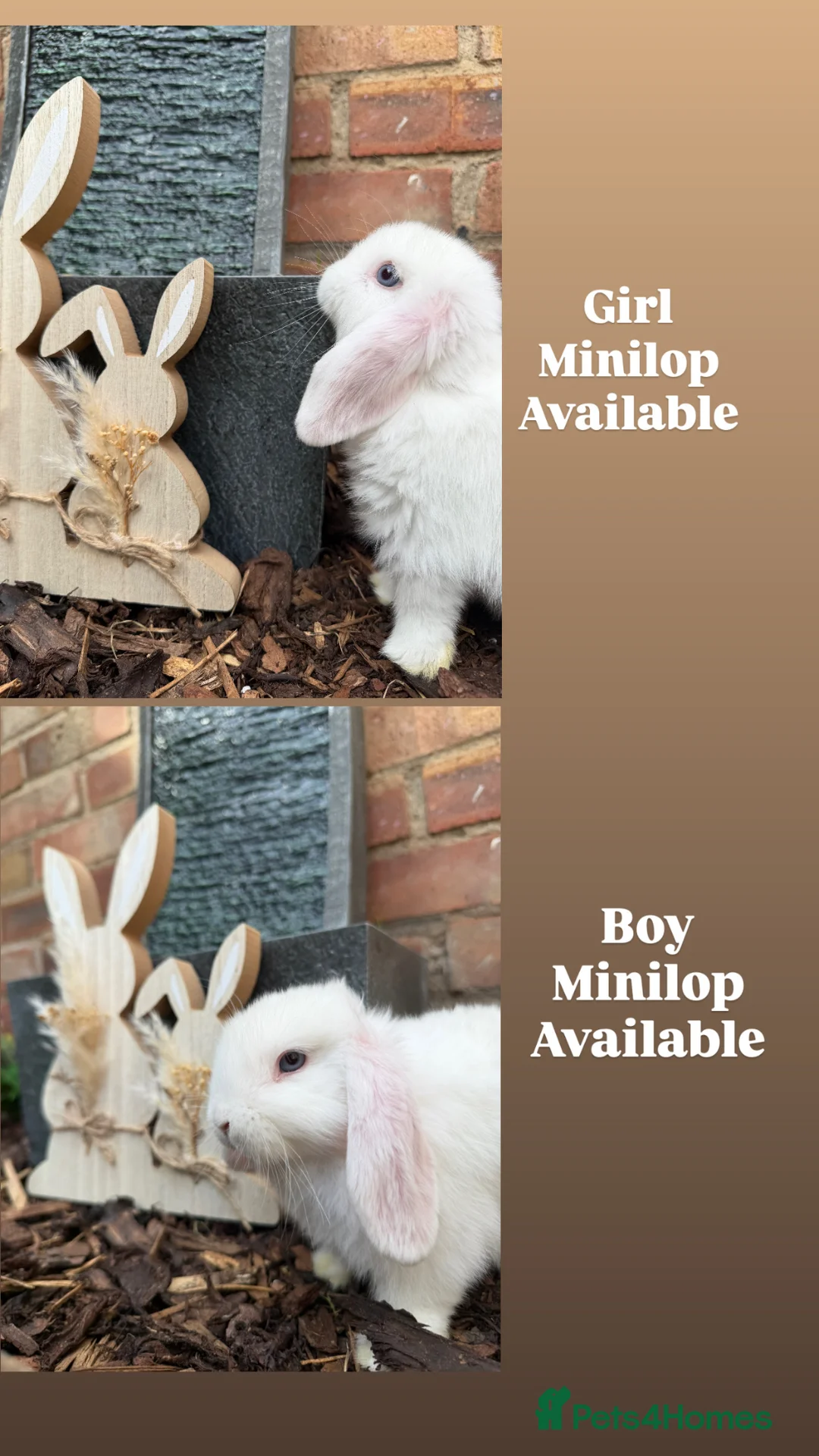 Mini Lop rabbits for sale: Minilops  - Advert 2