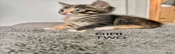 Mixed Breed cats for sale: Kittens 1/2 Maine coon. 8wks & ready to leave.  - Advert 4