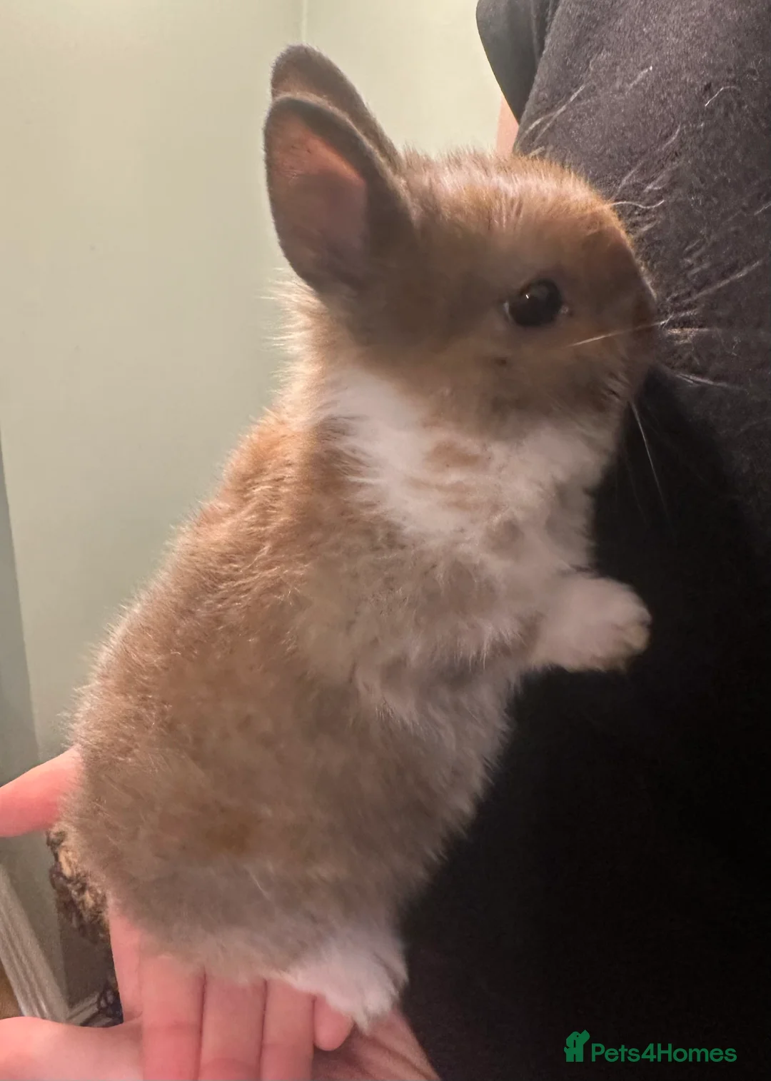 Netherland Dwarf rabbits for sale: ONE REMAINING! Stunning Purebred Netherland Dwarf - Advert 6