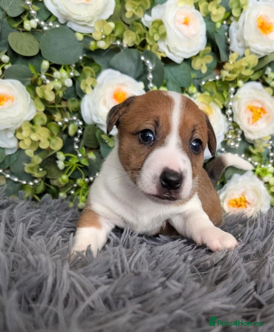 Mixed Breed dogs 3/4 Jack Russell puppies ❤️🐶 - Advert 2