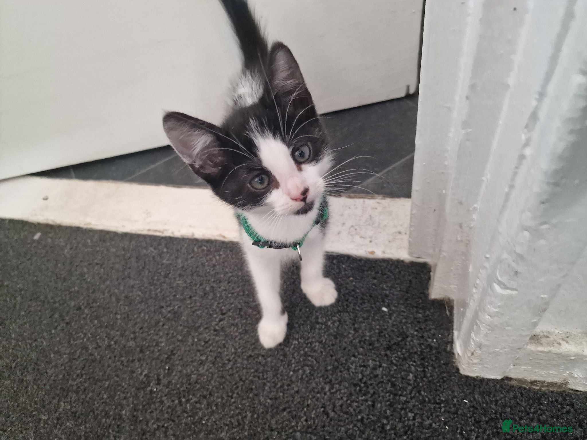 Mixed Breed cats Kittens ready to rehome - Advert 7