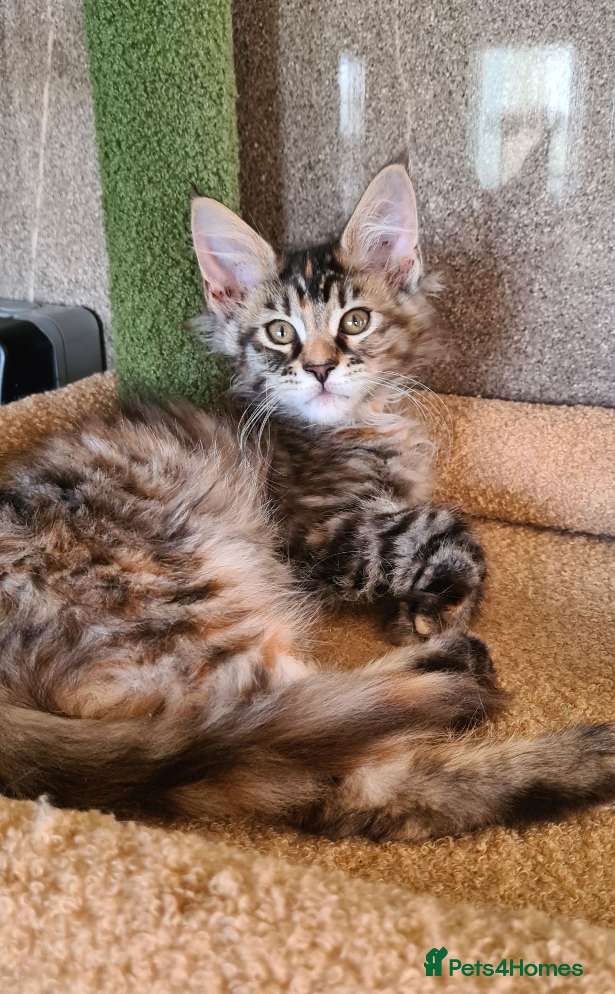 Maine Coon cats Tica reg TORTIE GIRL - Advert 1